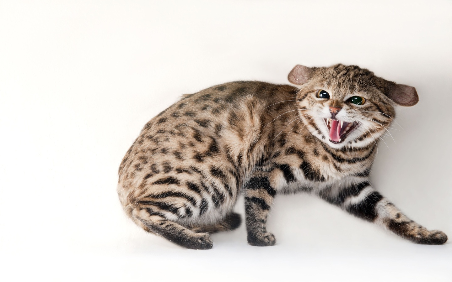 omaha zoo, black footed cat, omaha, nebraska, felis nigripes