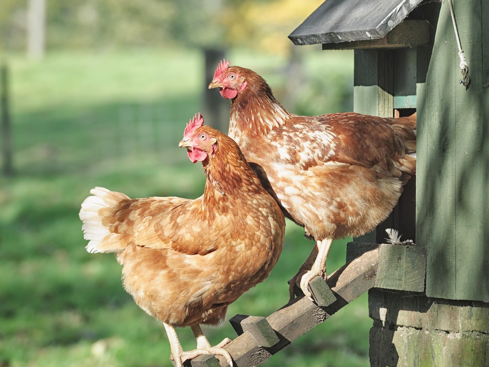 , backyard chickens, wooden ladder, henhouse