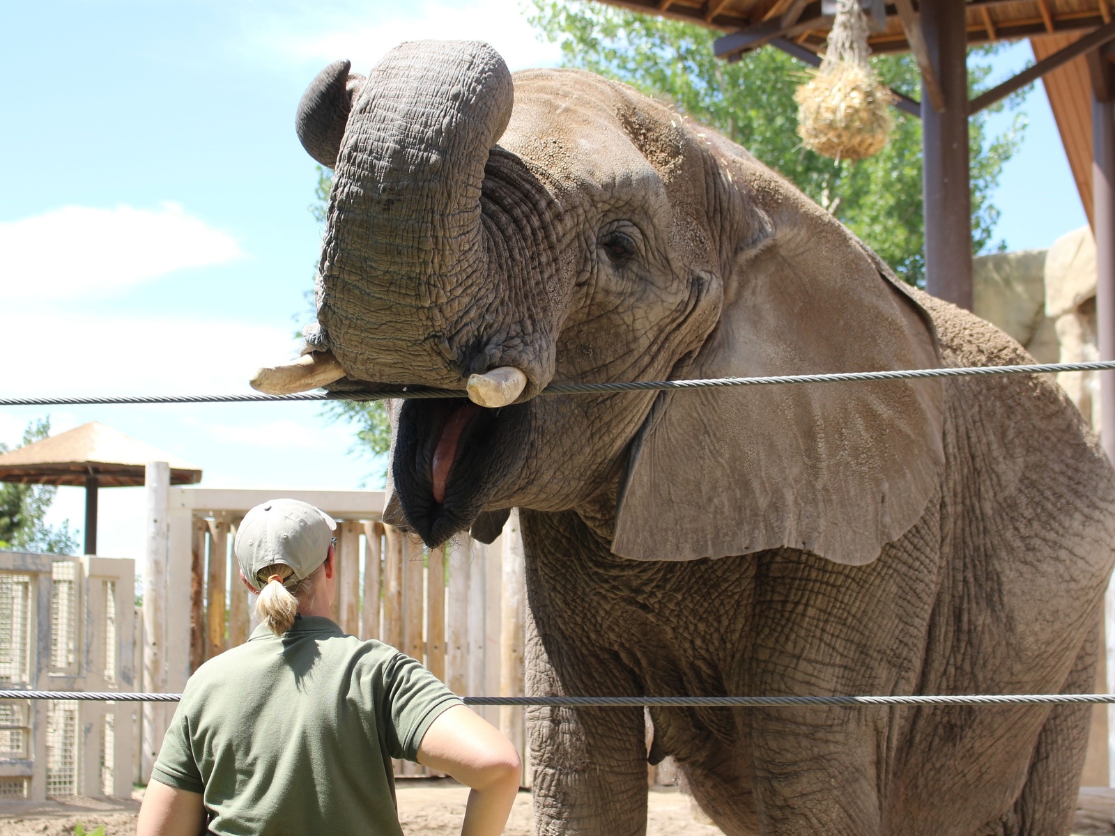 zoo, african elephant, salt lake city, utah