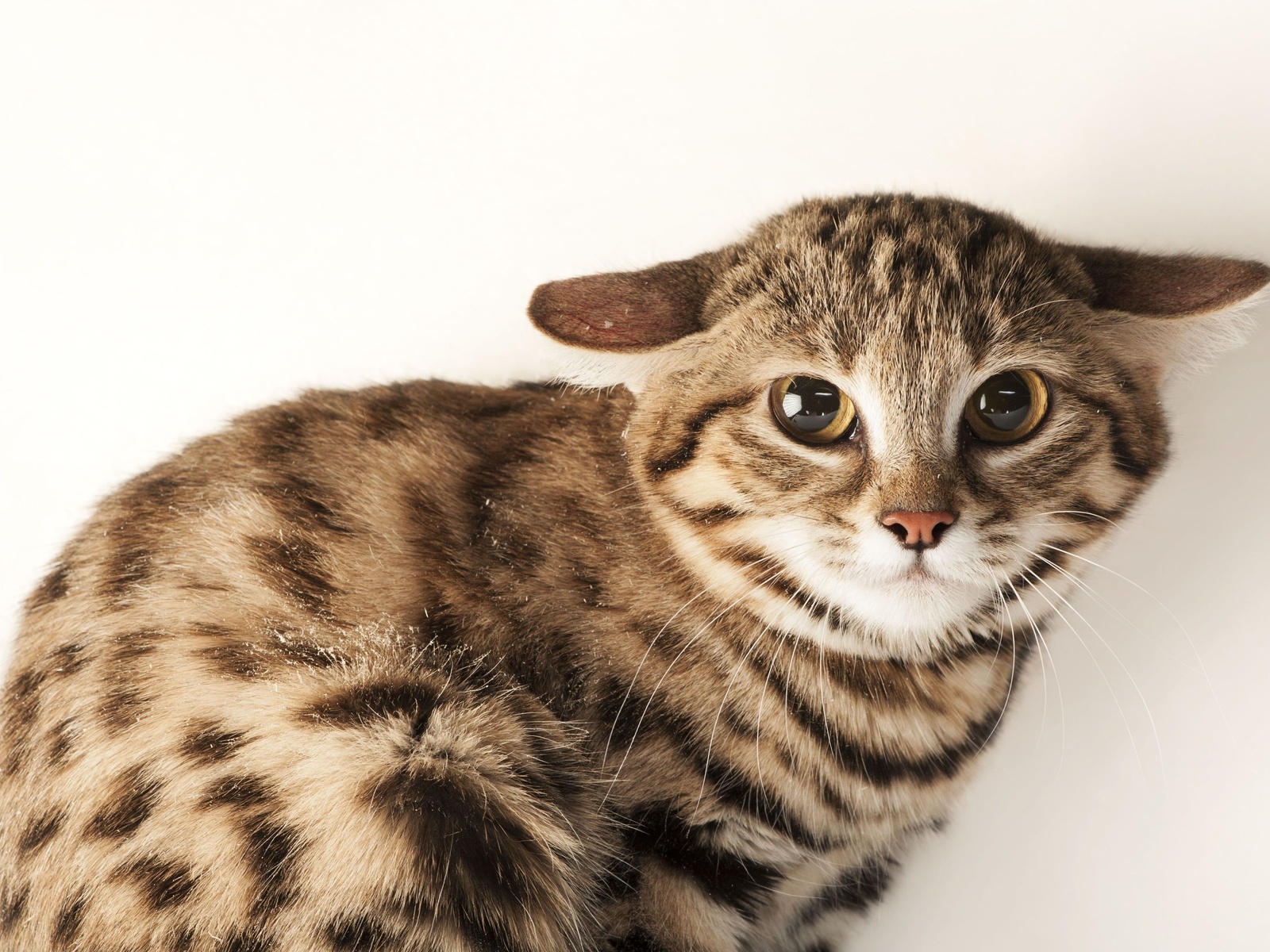 omaha zoo, black footed cat, omaha, nebraska, felis nigripes