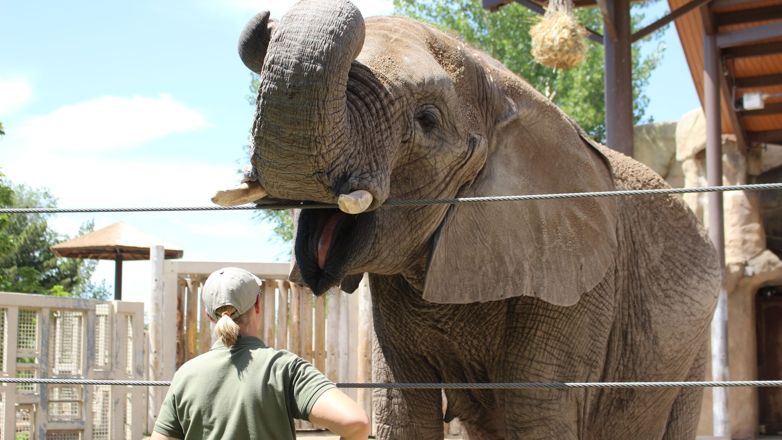 zoo, african elephant, salt lake city, utah