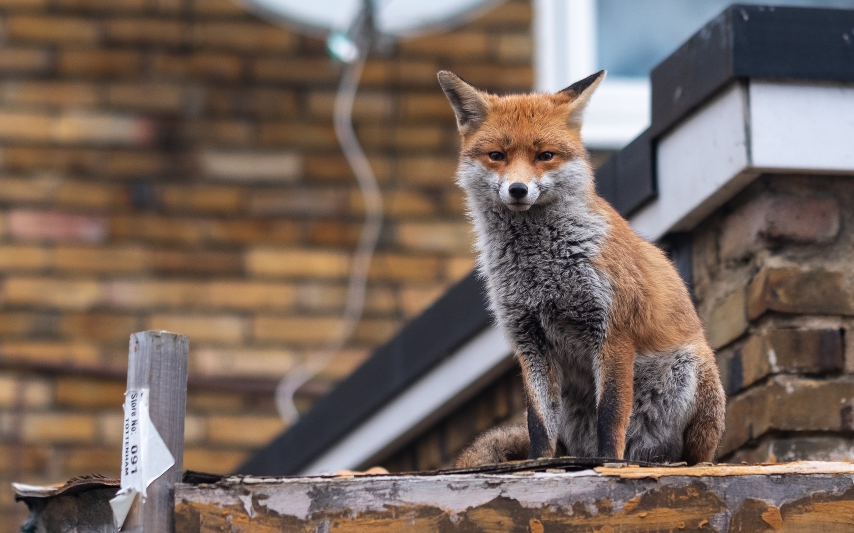 red fox, london, urban fox, british wildlife