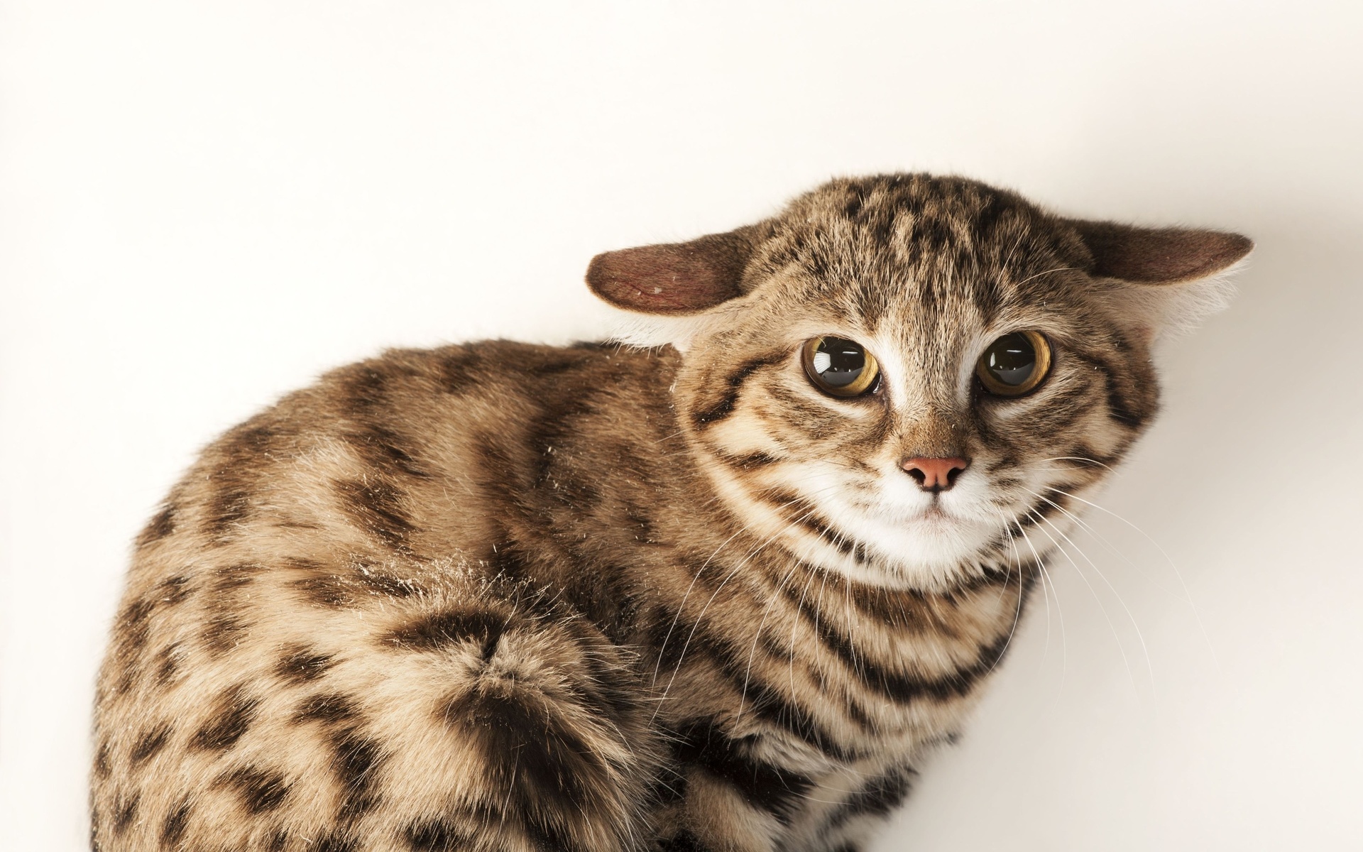 omaha zoo, black footed cat, omaha, nebraska, felis nigripes