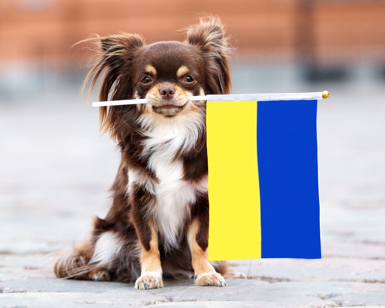 ukraine flag, animal, war, ukraine, freedom