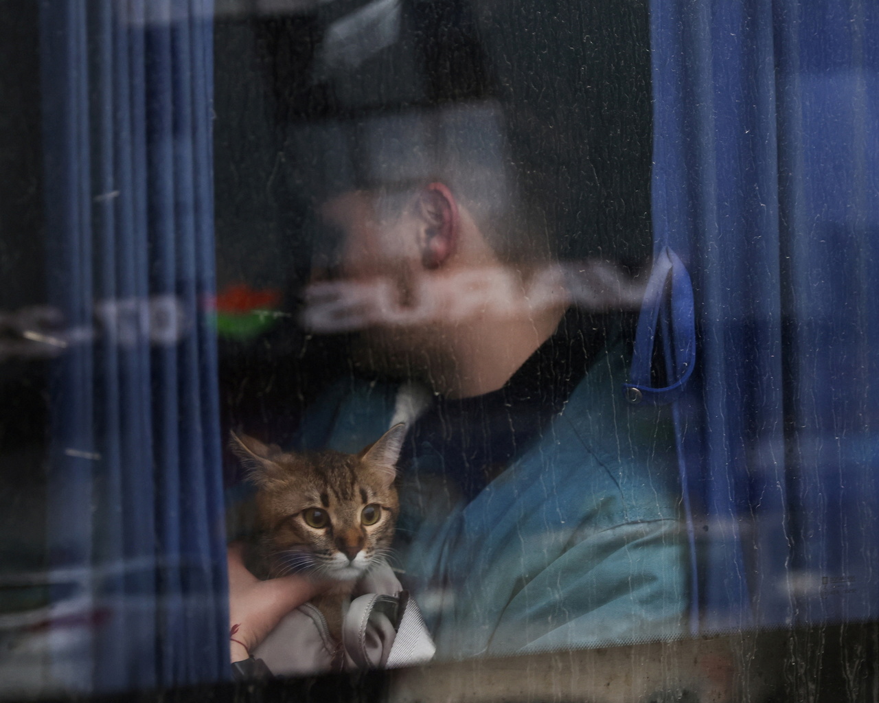 ukraine, cat, kyiv, 2022, bus window