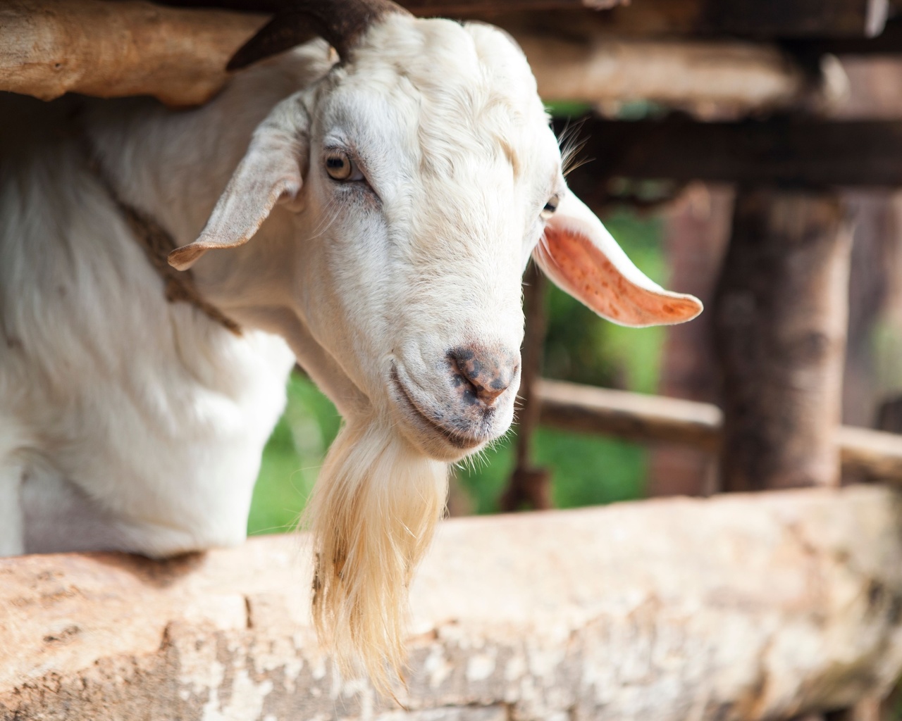 animal, uganda, goat