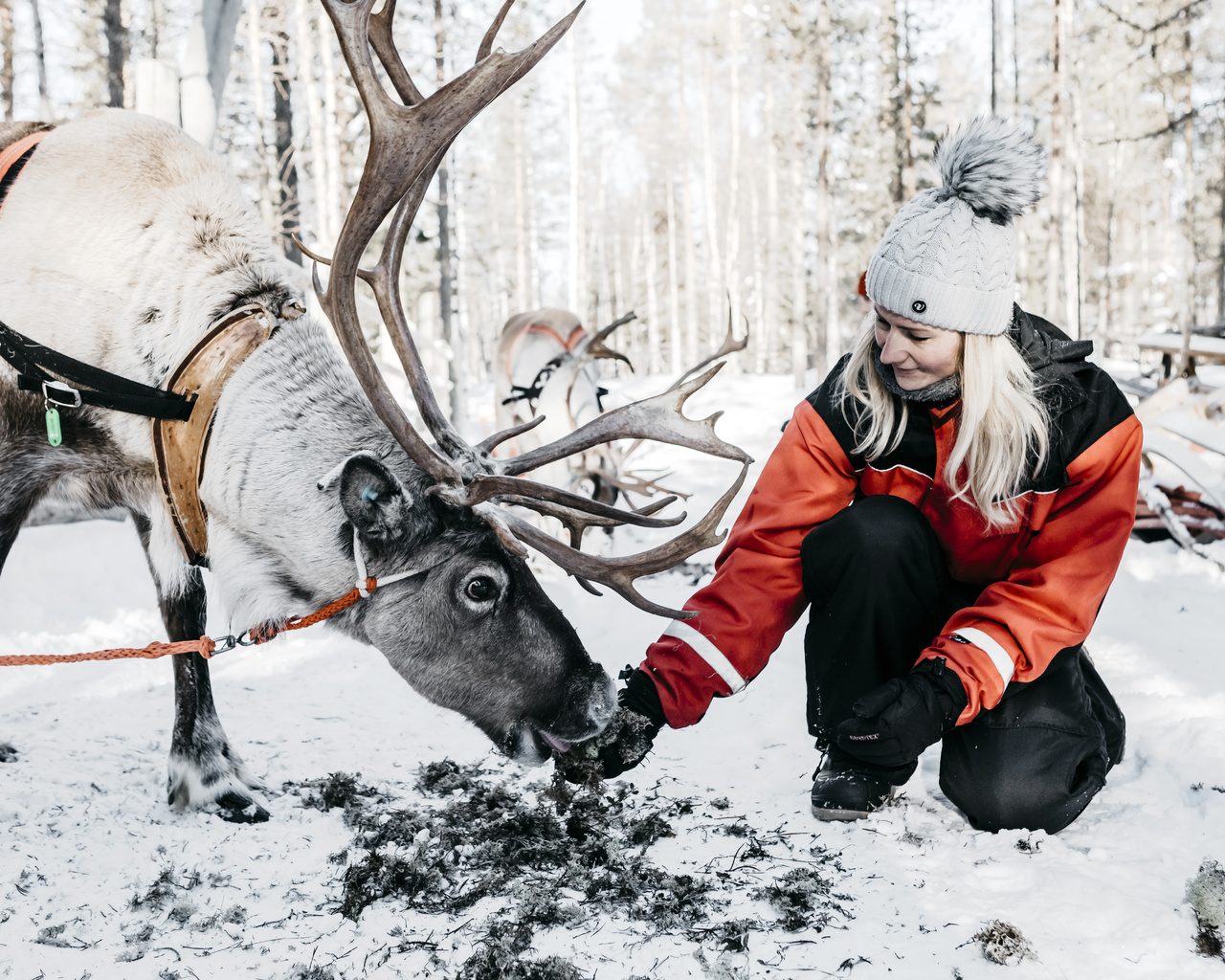 snowy forest, reindeer, nordic adventures, lapland safaris, finland