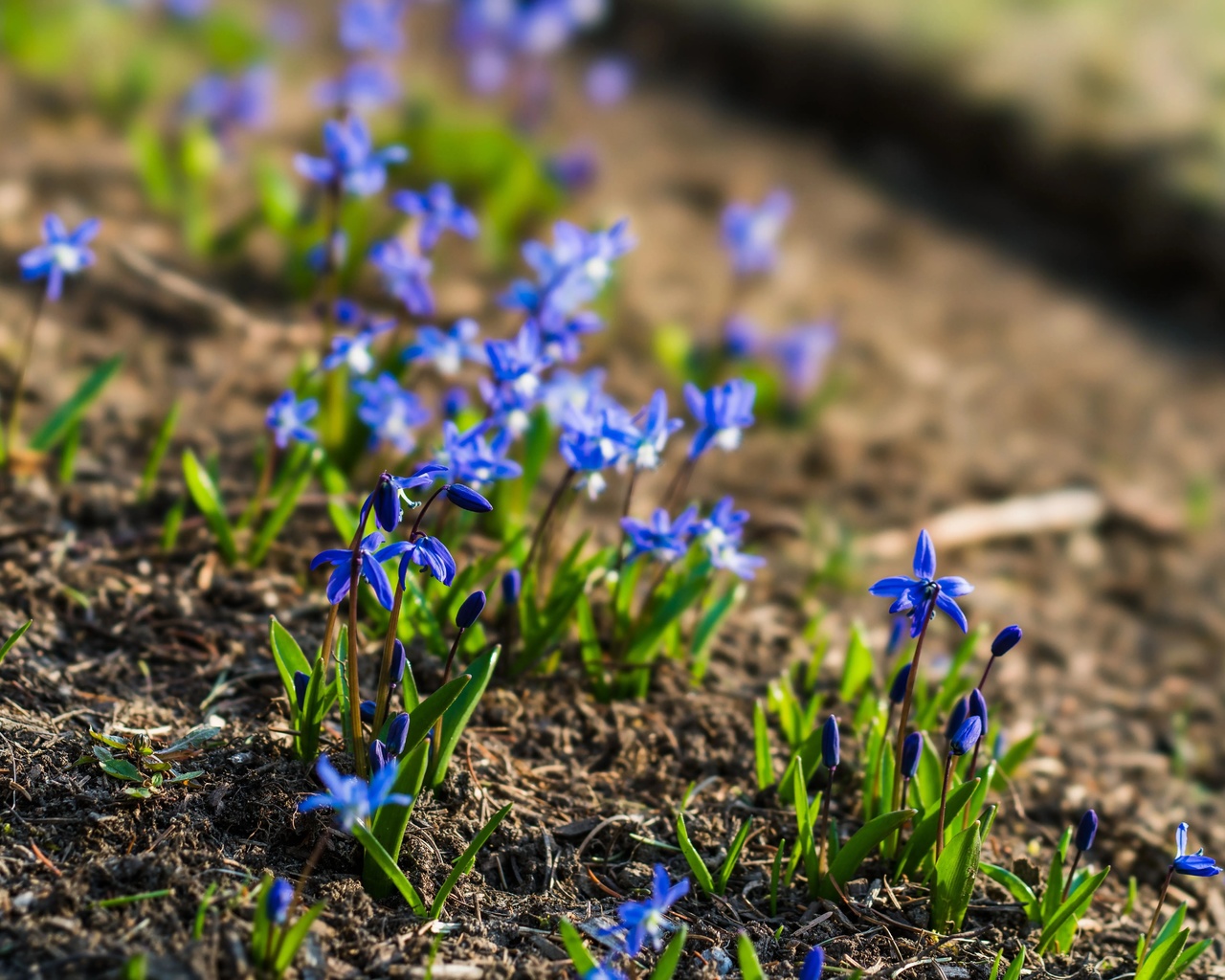 gentian, wild habitat, 