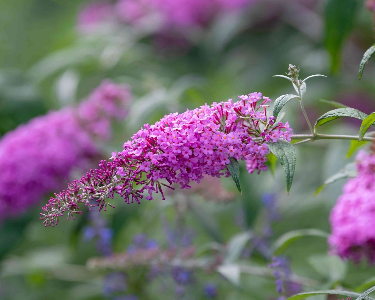 buddleja davidii, summer lilac, flowering plant,  , beauty bush