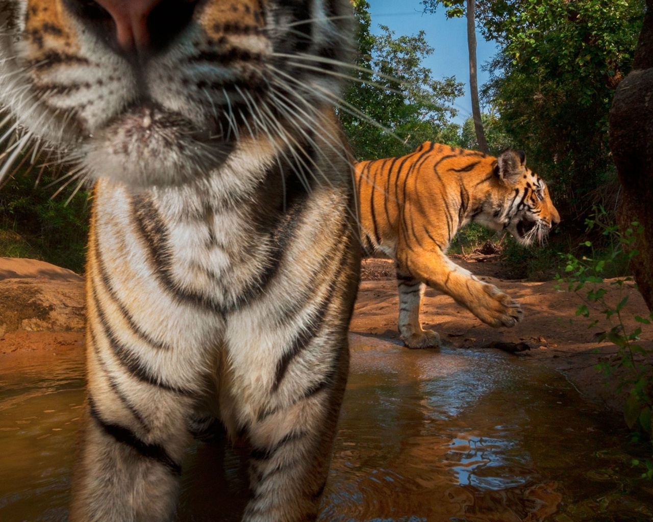 endangered animals, nepal, wild bengal tigers