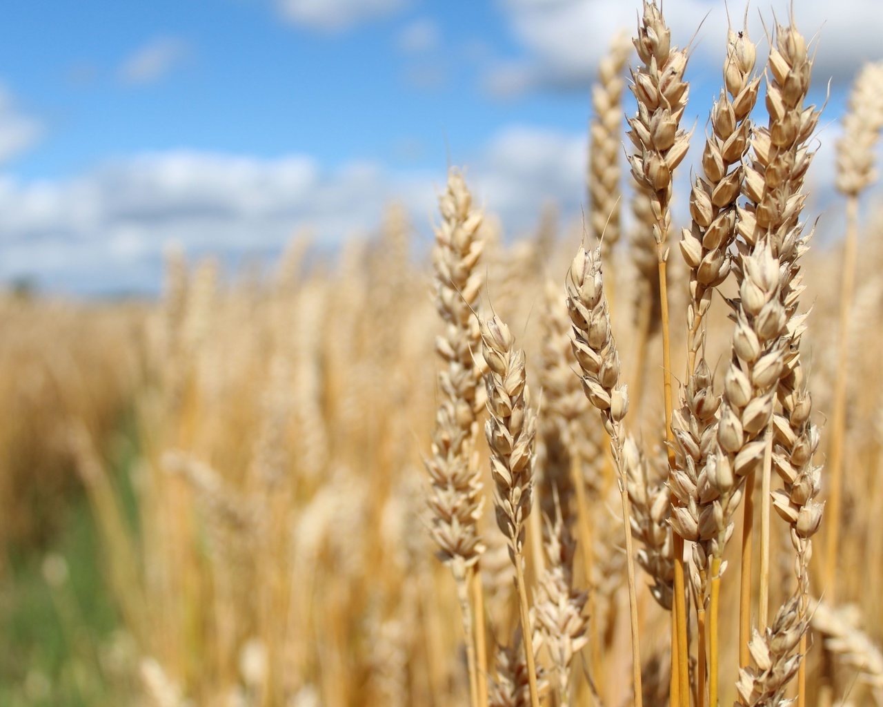 harvest, wheat field, agriculture, northern europe