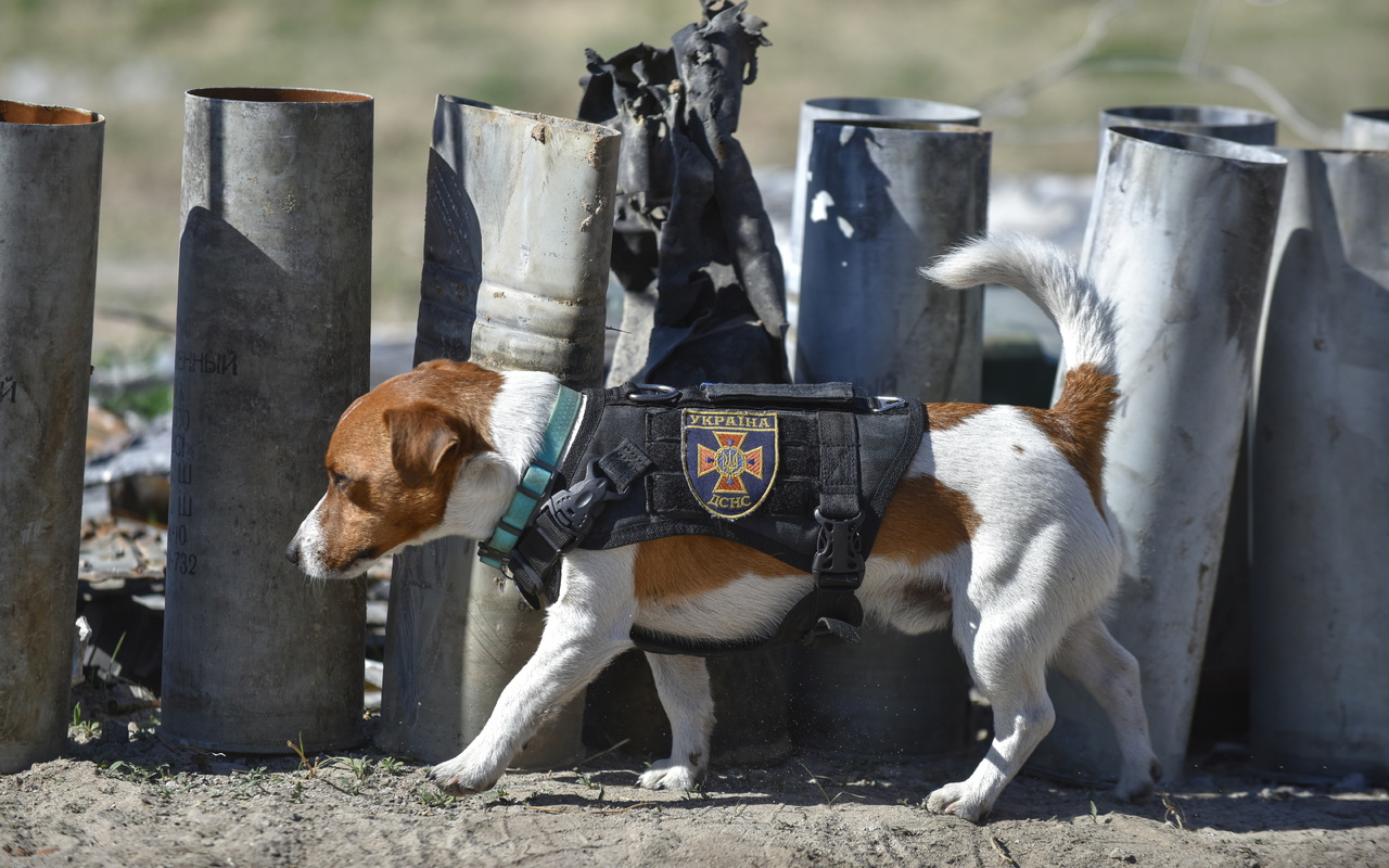 jack russell terrier, patron, sniffer dog, state emergency service of ukraine