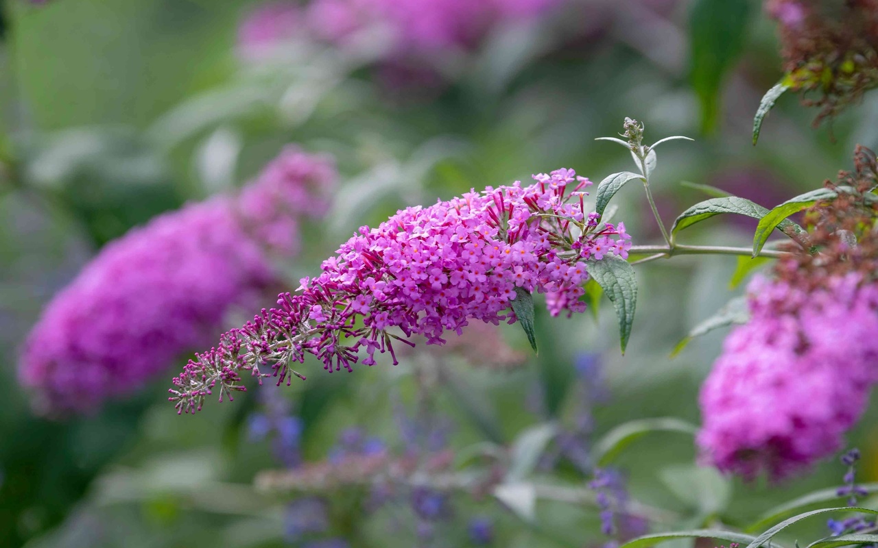 buddleja davidii, summer lilac, flowering plant,  , beauty bush