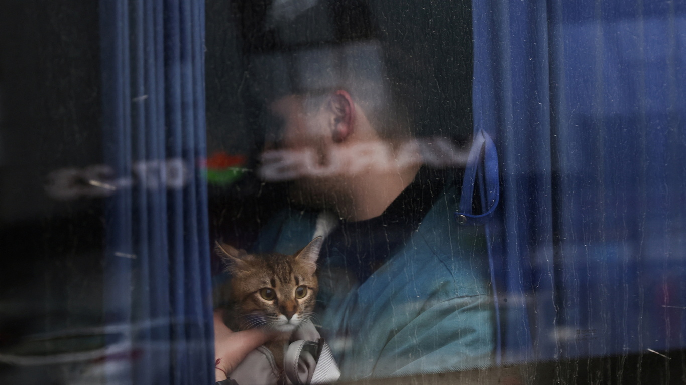 ukraine, cat, kyiv, 2022, bus window