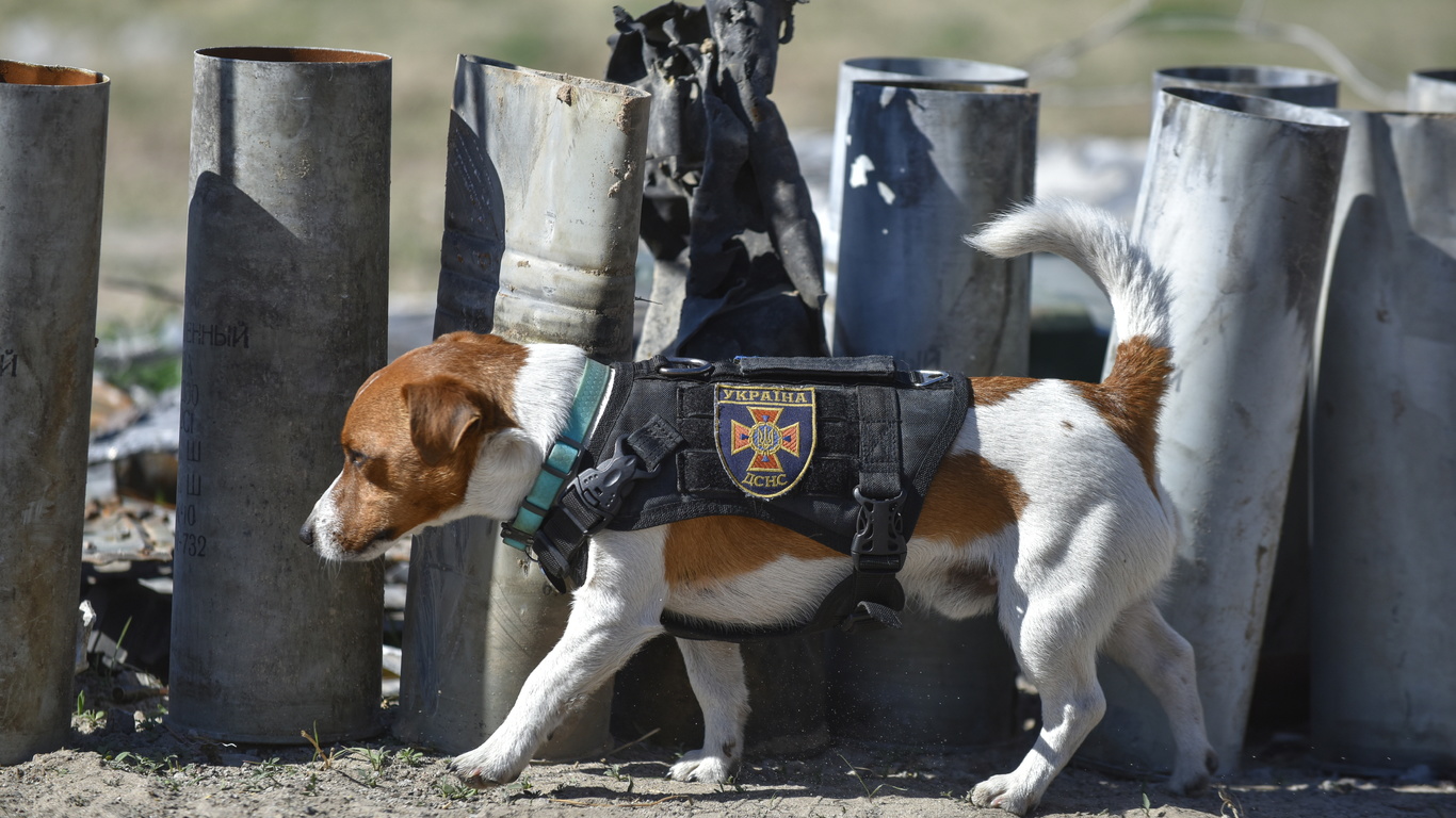 jack russell terrier, patron, sniffer dog, state emergency service of ukraine