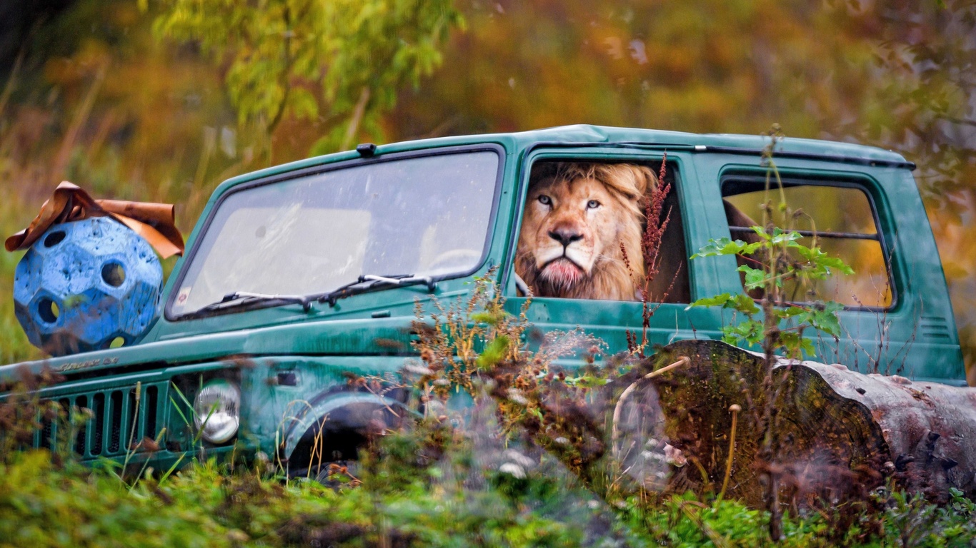 jeep, lion in a car, switzerland, zumba, safari park, siky park