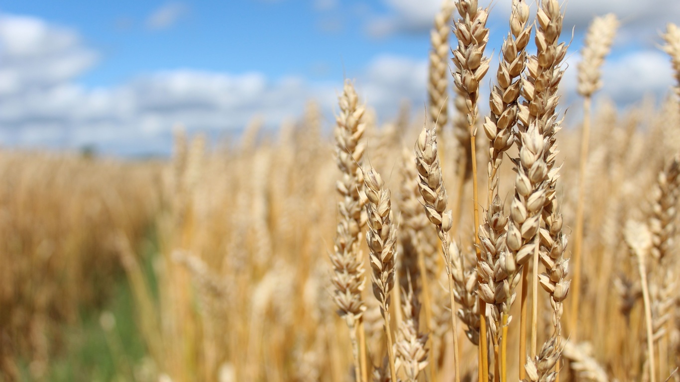 harvest, wheat field, agriculture, northern europe