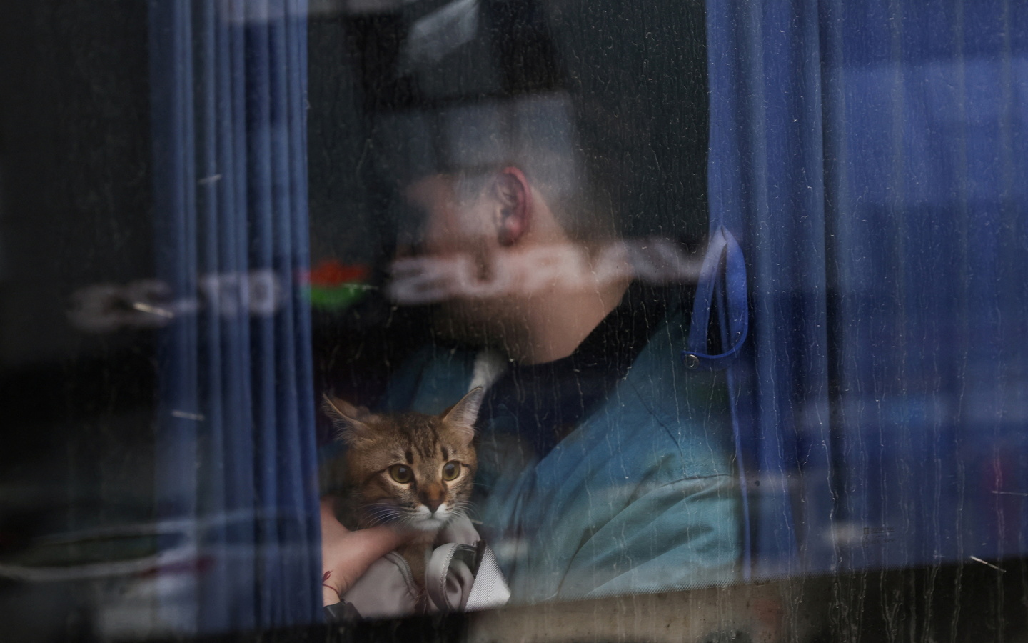 ukraine, cat, kyiv, 2022, bus window