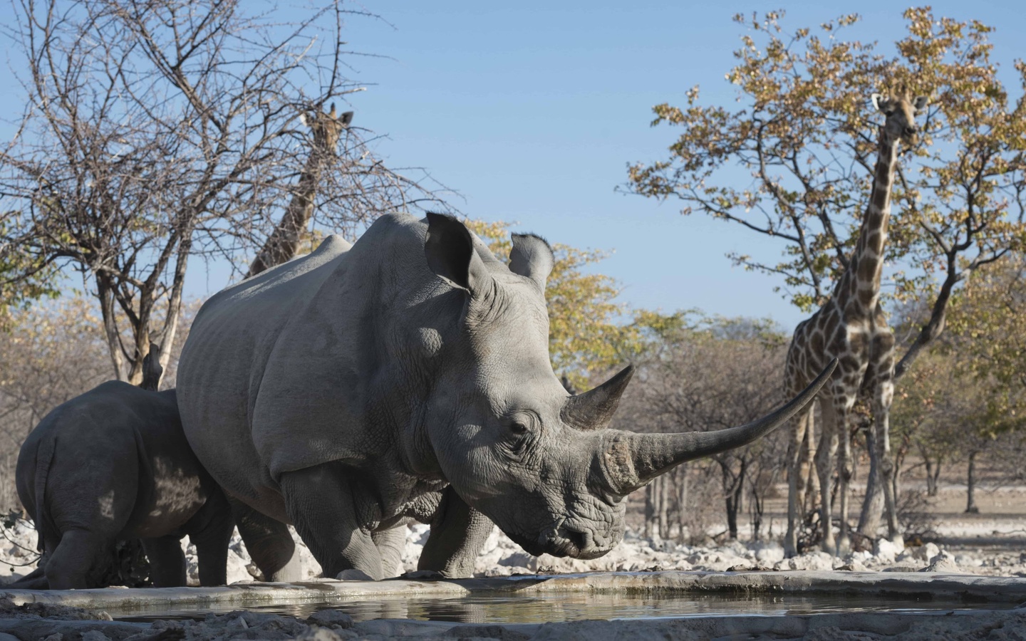 etosha national park, travel, namibia, rhinoceros