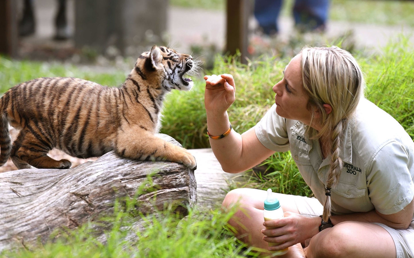 sumatran tiger cub, australia zoo, beerwah, australia