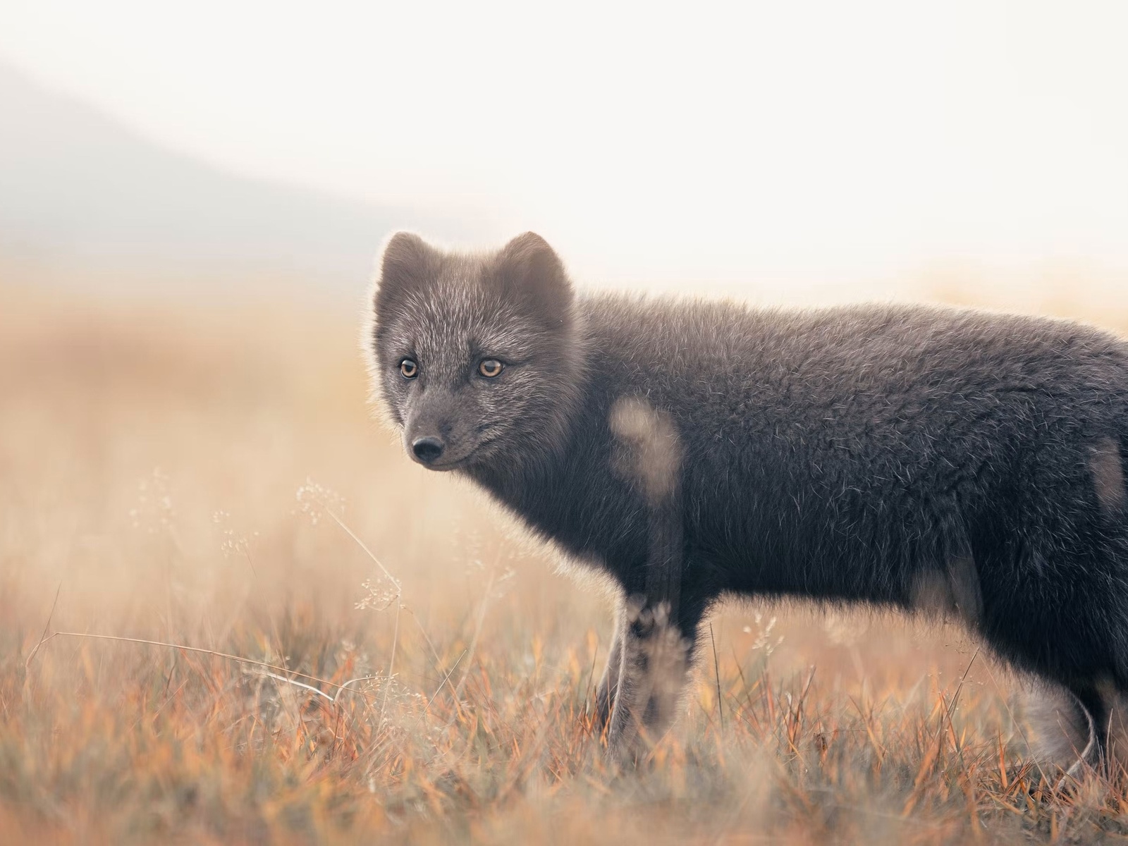 arctic fox, thorsmork, iceland, 66north