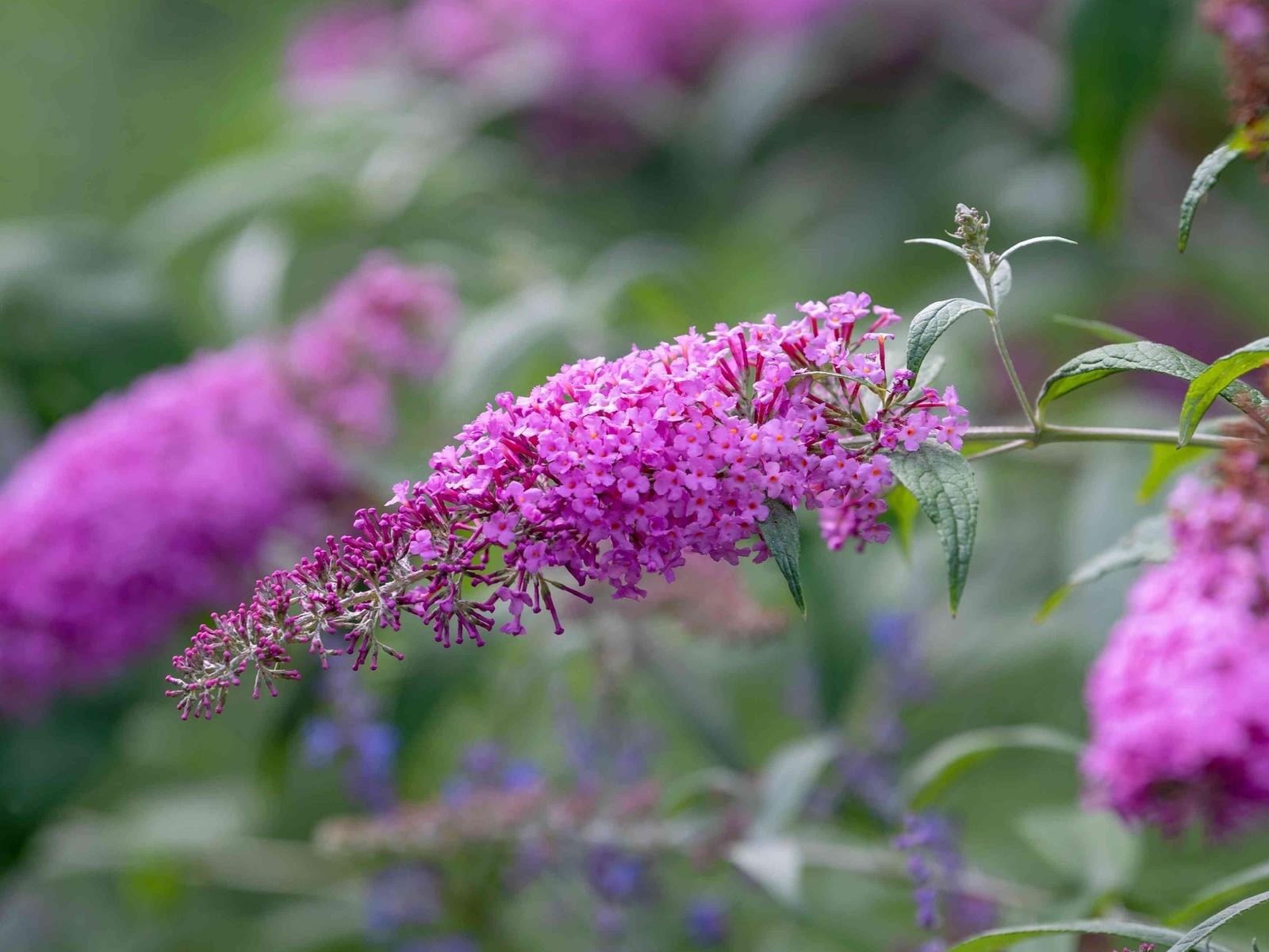 buddleja davidii, summer lilac, flowering plant,  , beauty bush