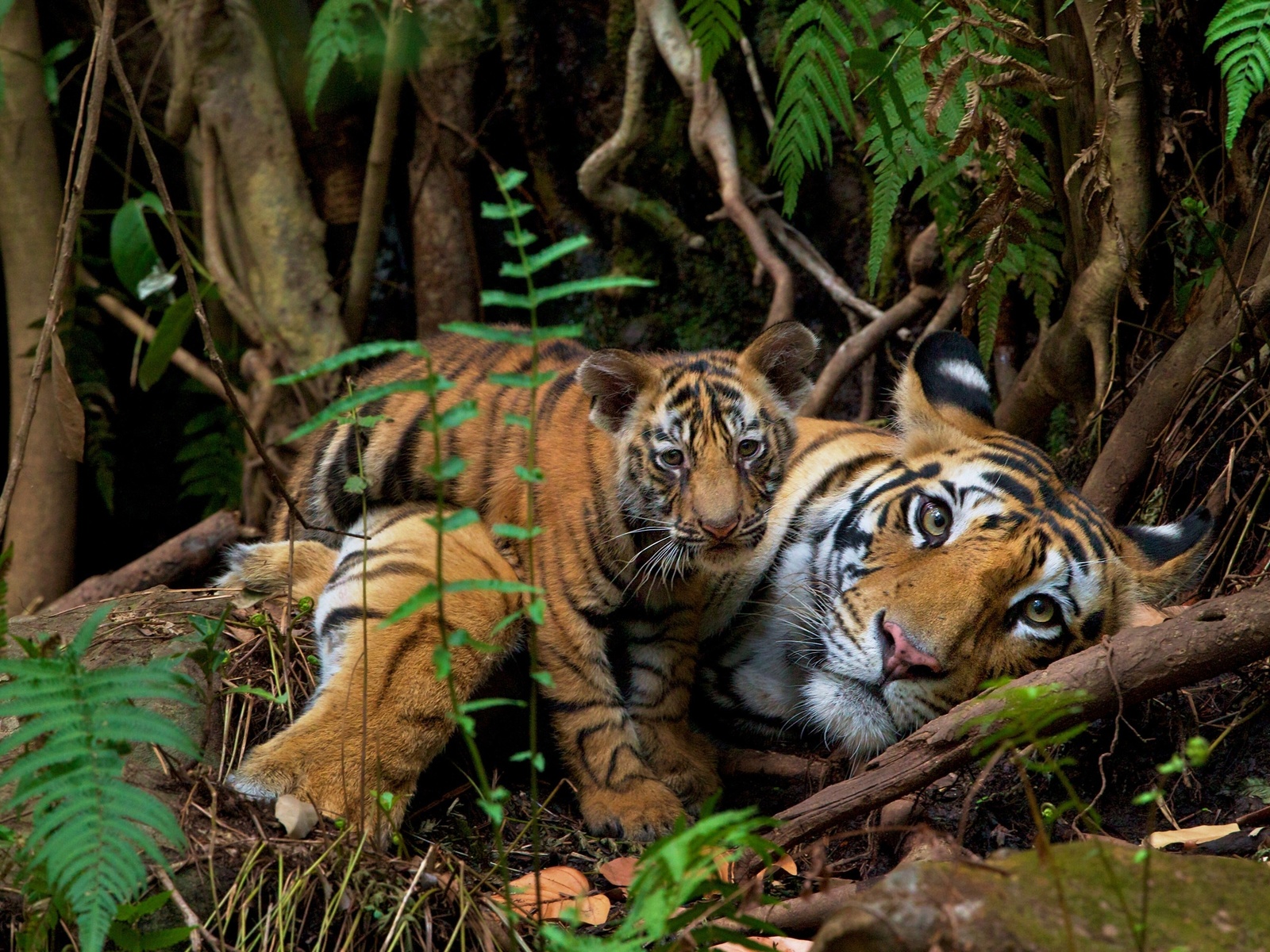 endangered animals, nepal, wild bengal tigers