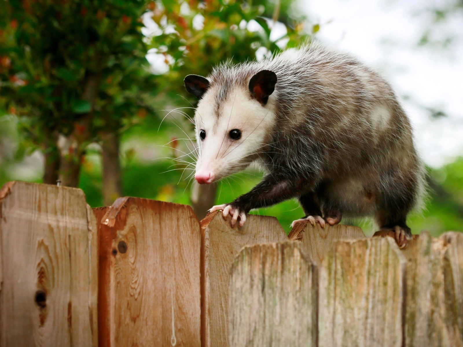 texas, opossum, small marsupial, fence