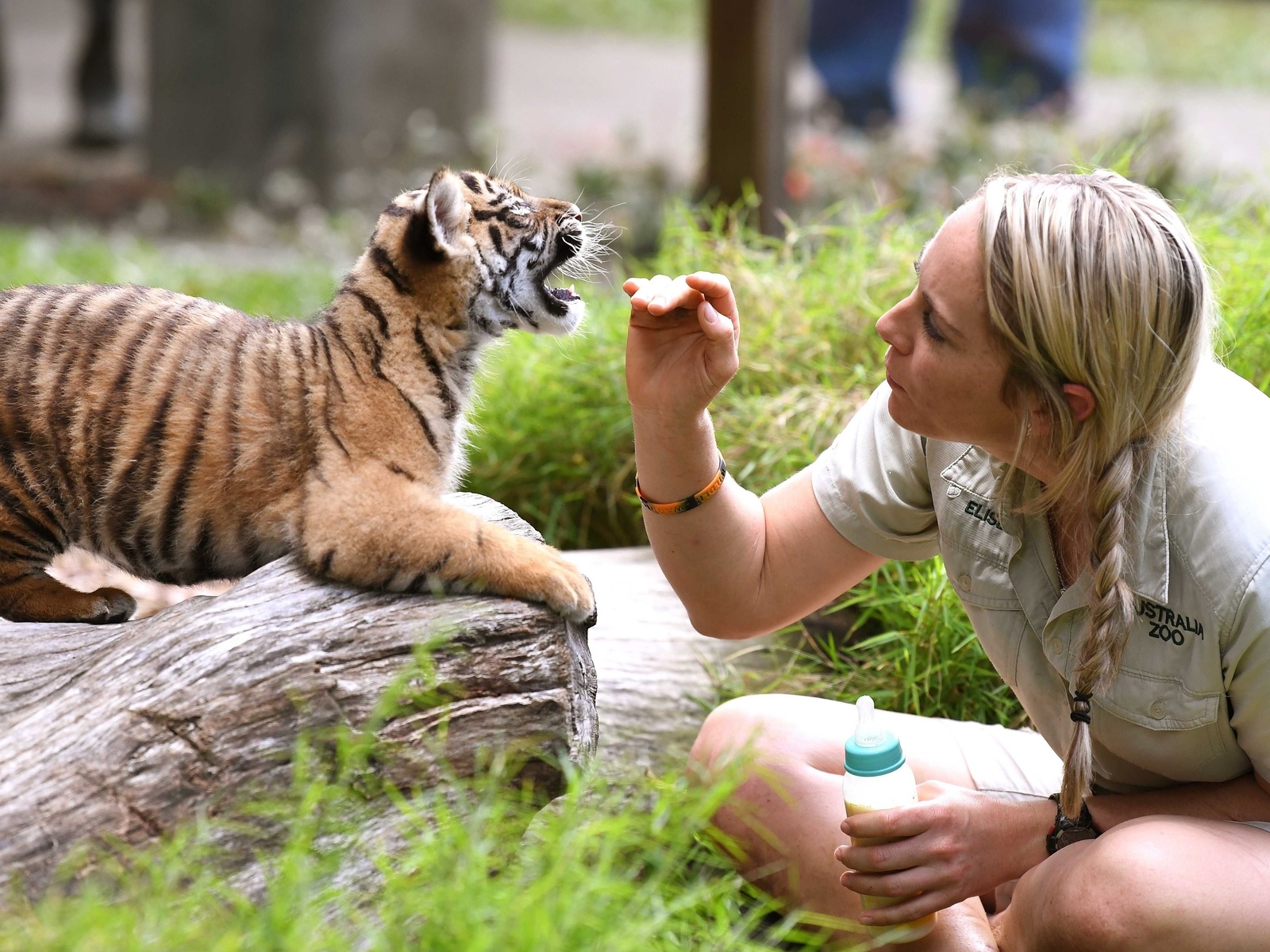 sumatran tiger cub, australia zoo, beerwah, australia