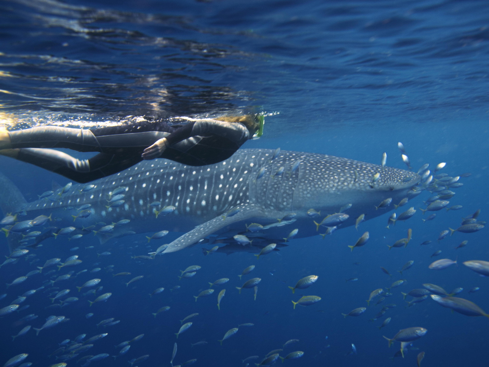 whale shark, ningaloo reef, western australia