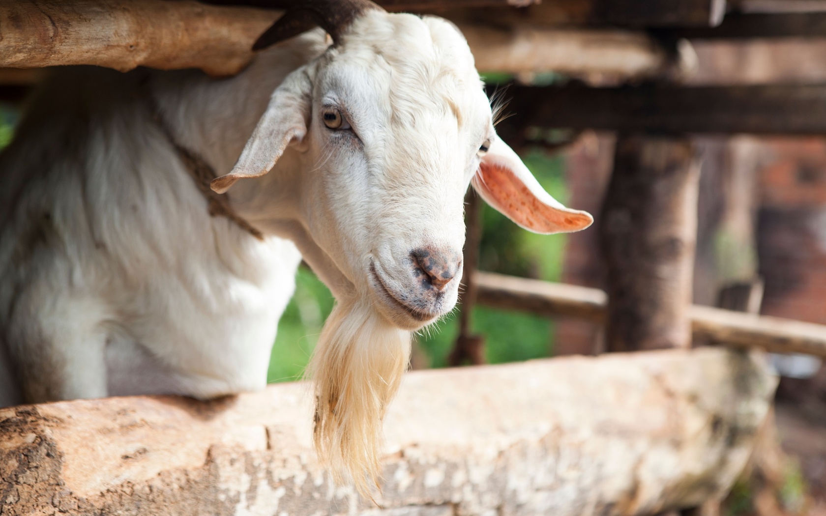 animal, uganda, goat