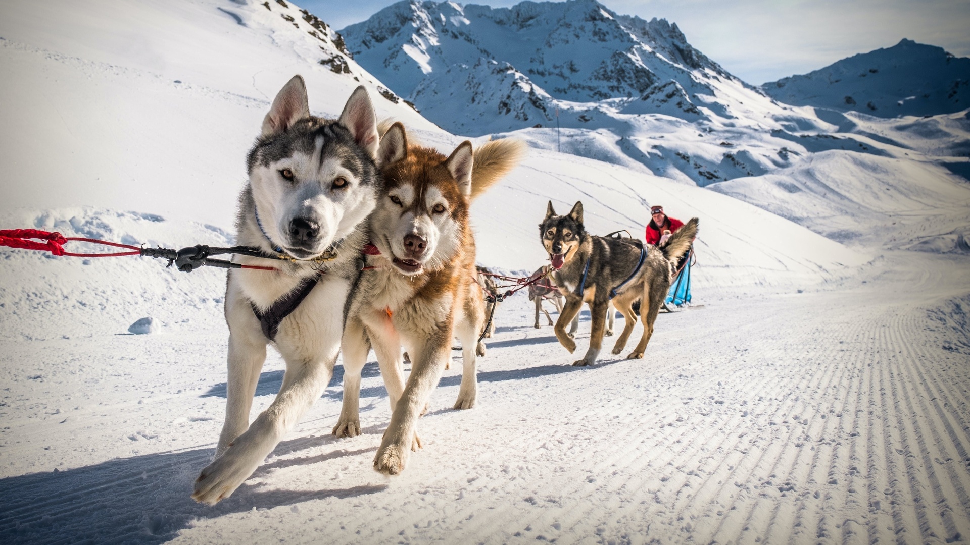 sled dogs, val thorens, france, alps, ski resort