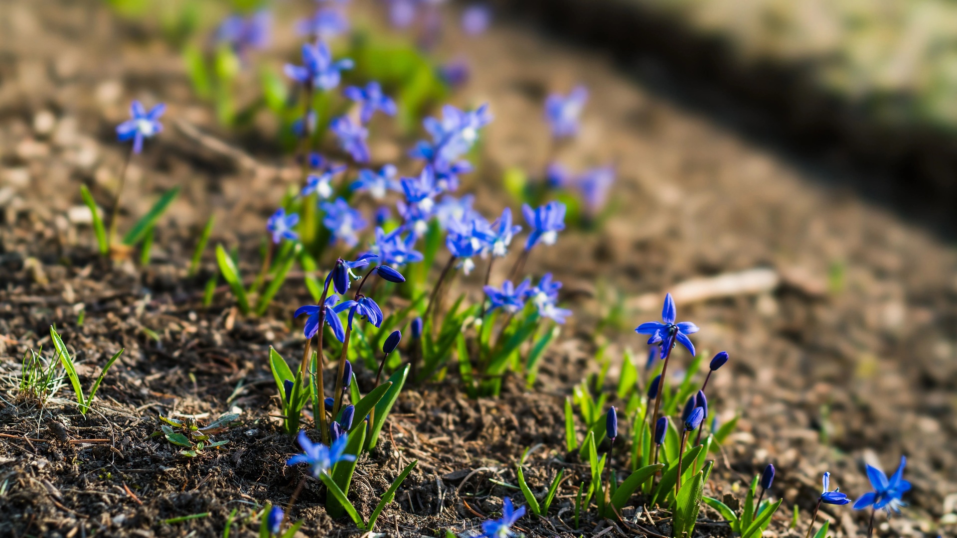 gentian, wild habitat, 