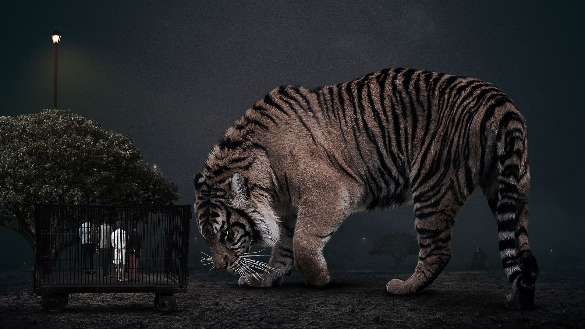 big cat, dubai safari park, united arab emirates, animals, bengal tiger