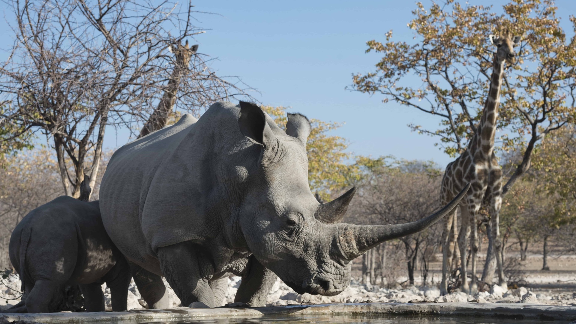 etosha national park, travel, namibia, rhinoceros