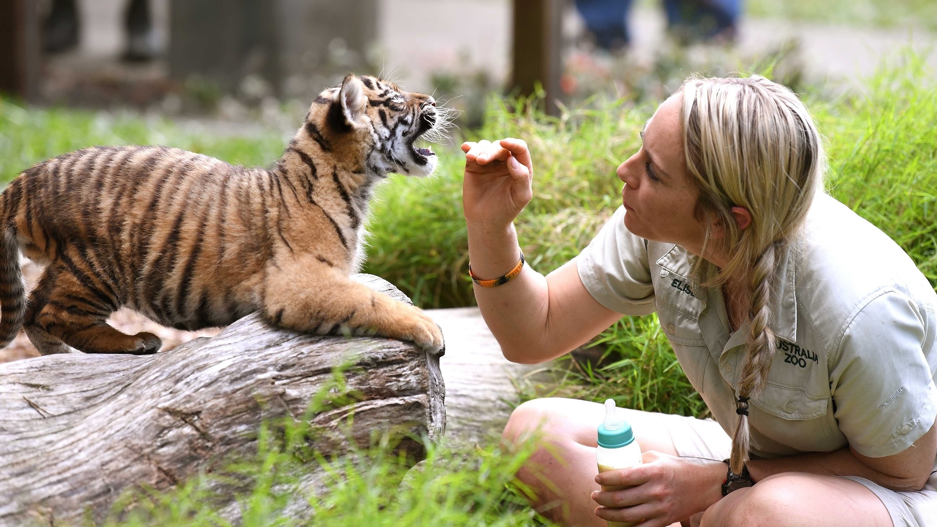 sumatran tiger cub, australia zoo, beerwah, australia