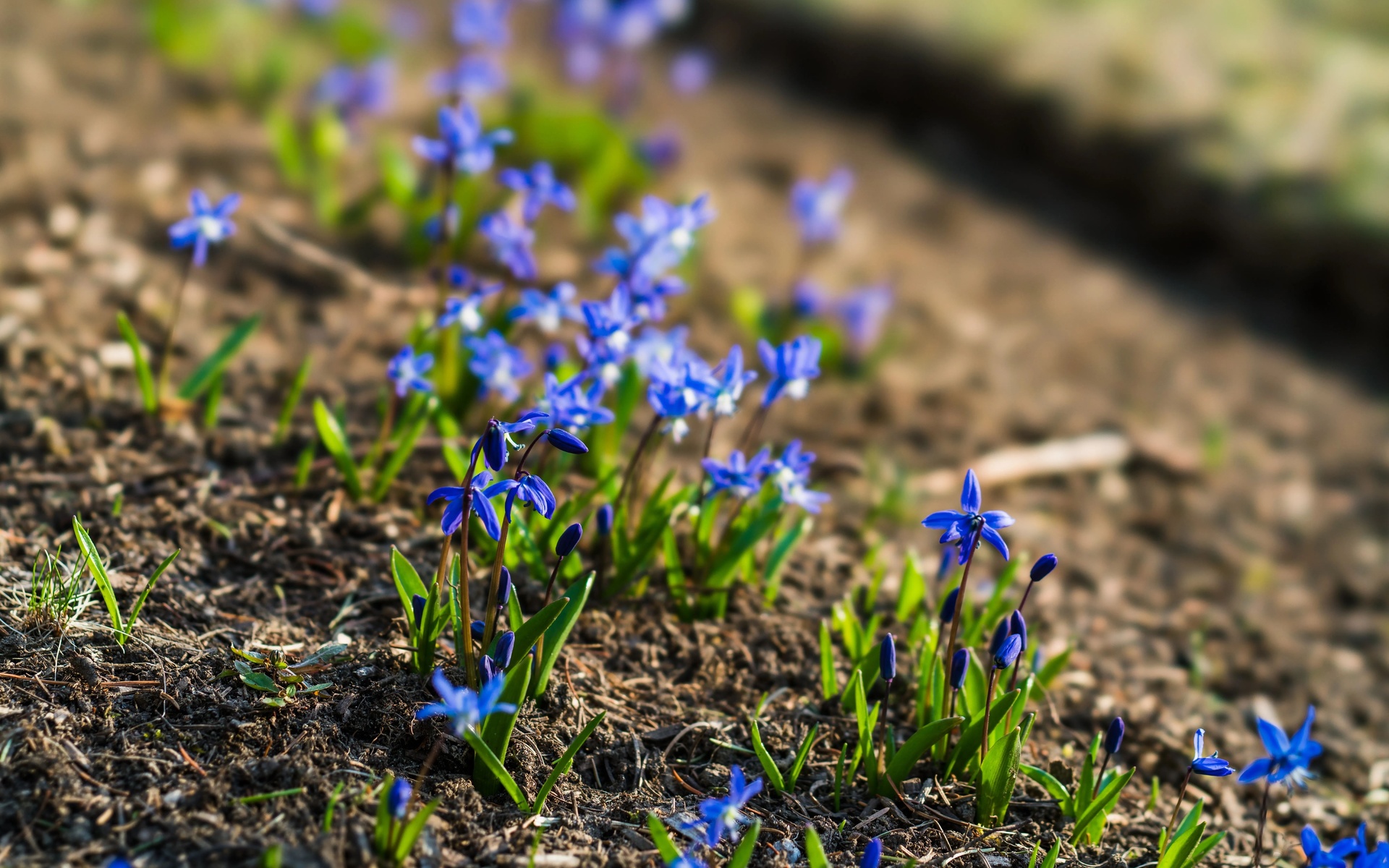 gentian, wild habitat, 