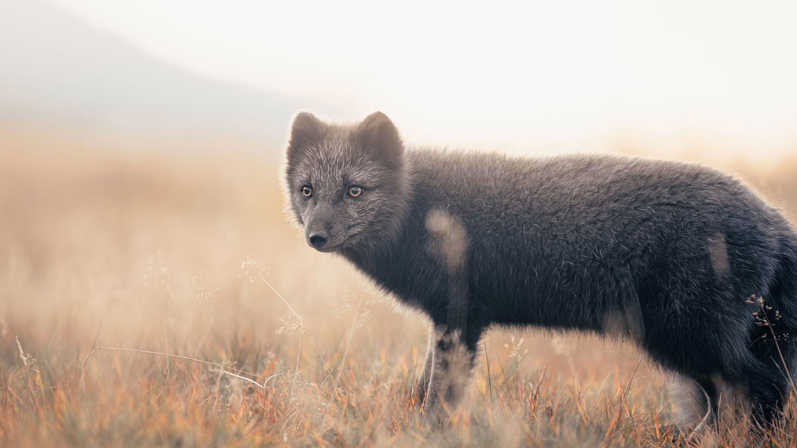 arctic fox, thorsmork, iceland, 66north