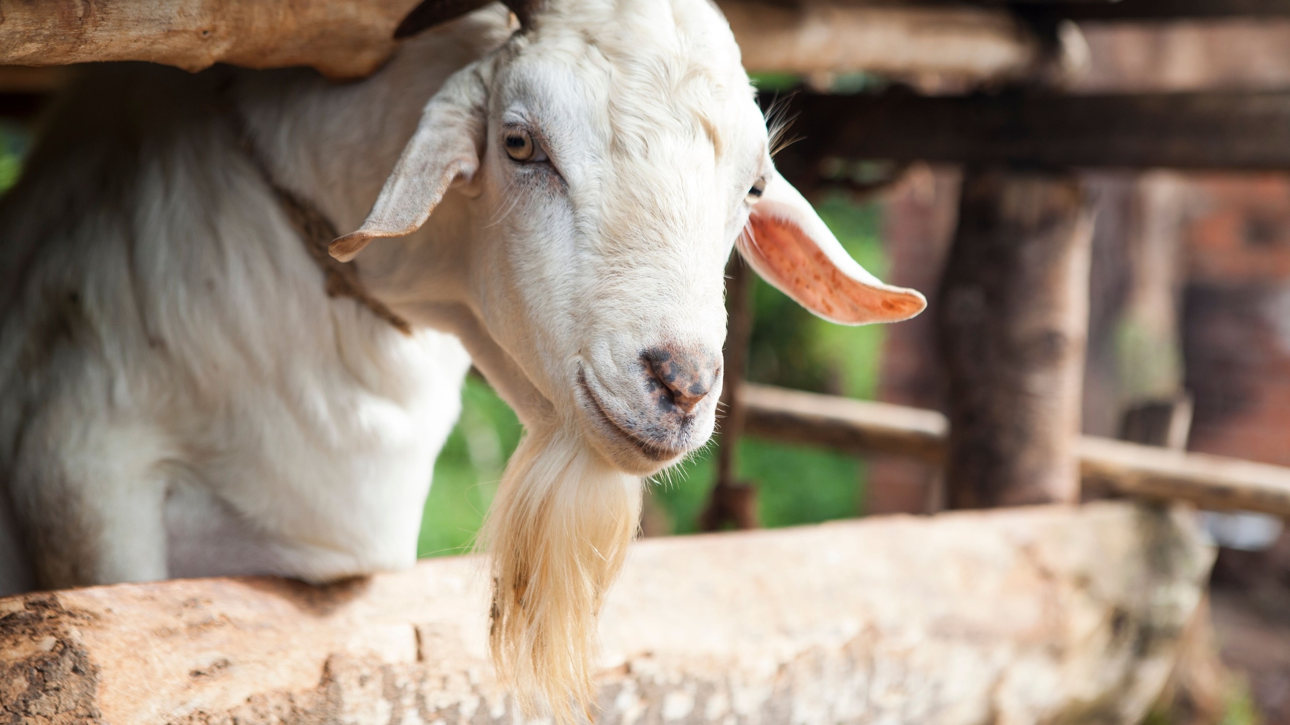 animal, uganda, goat