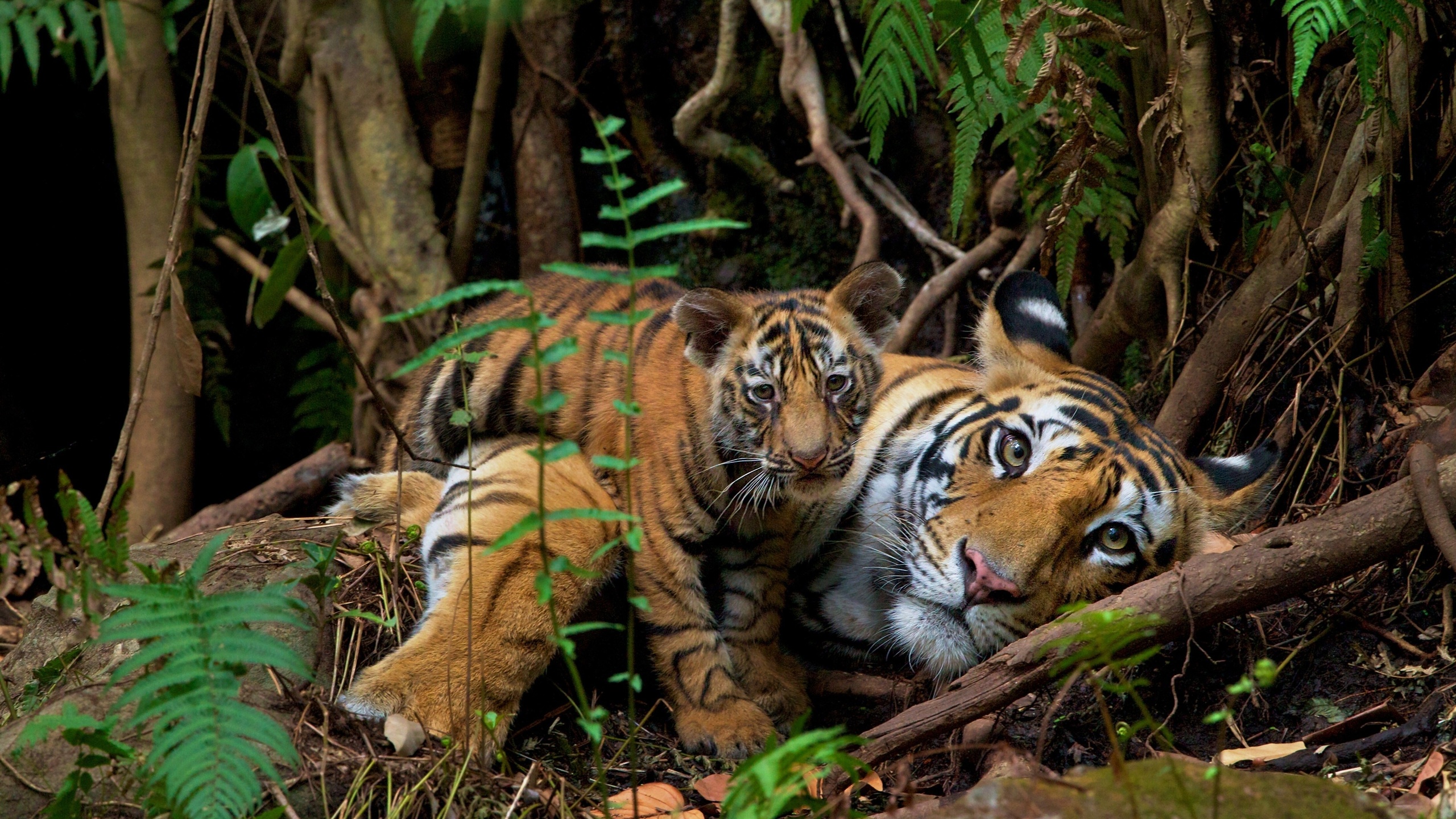 endangered animals, nepal, wild bengal tigers