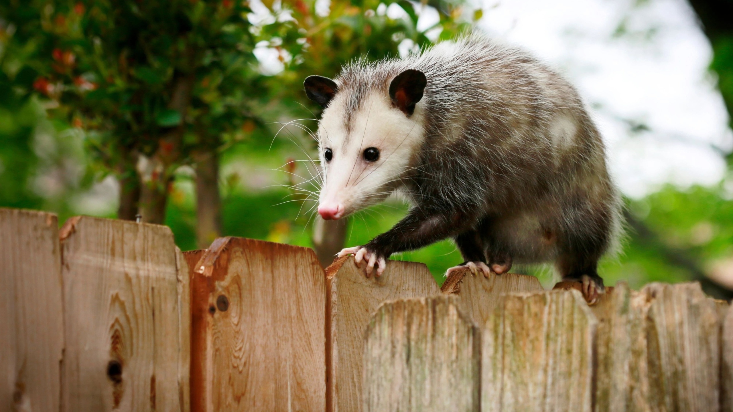 texas, opossum, small marsupial, fence