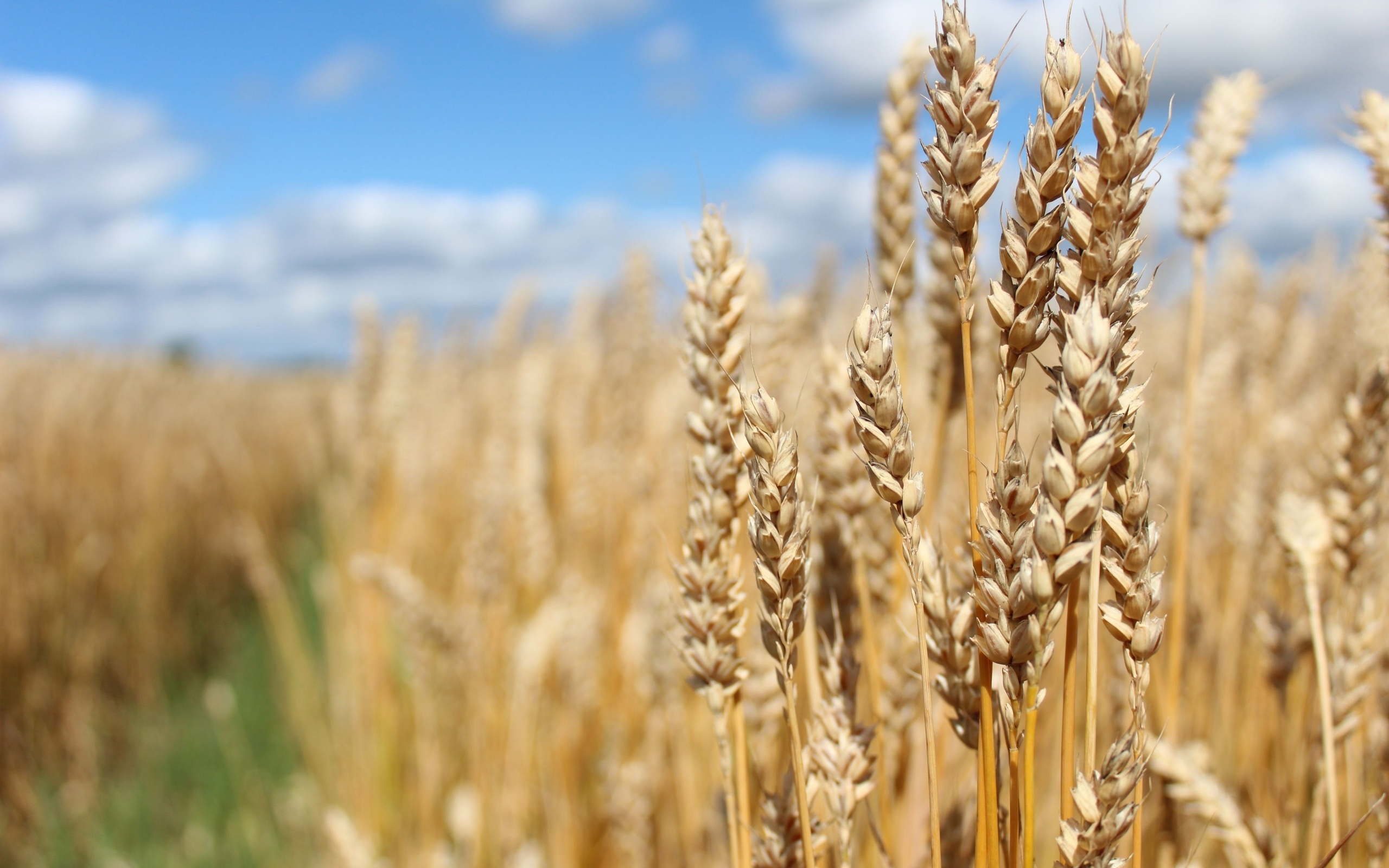 harvest, wheat field, agriculture, northern europe