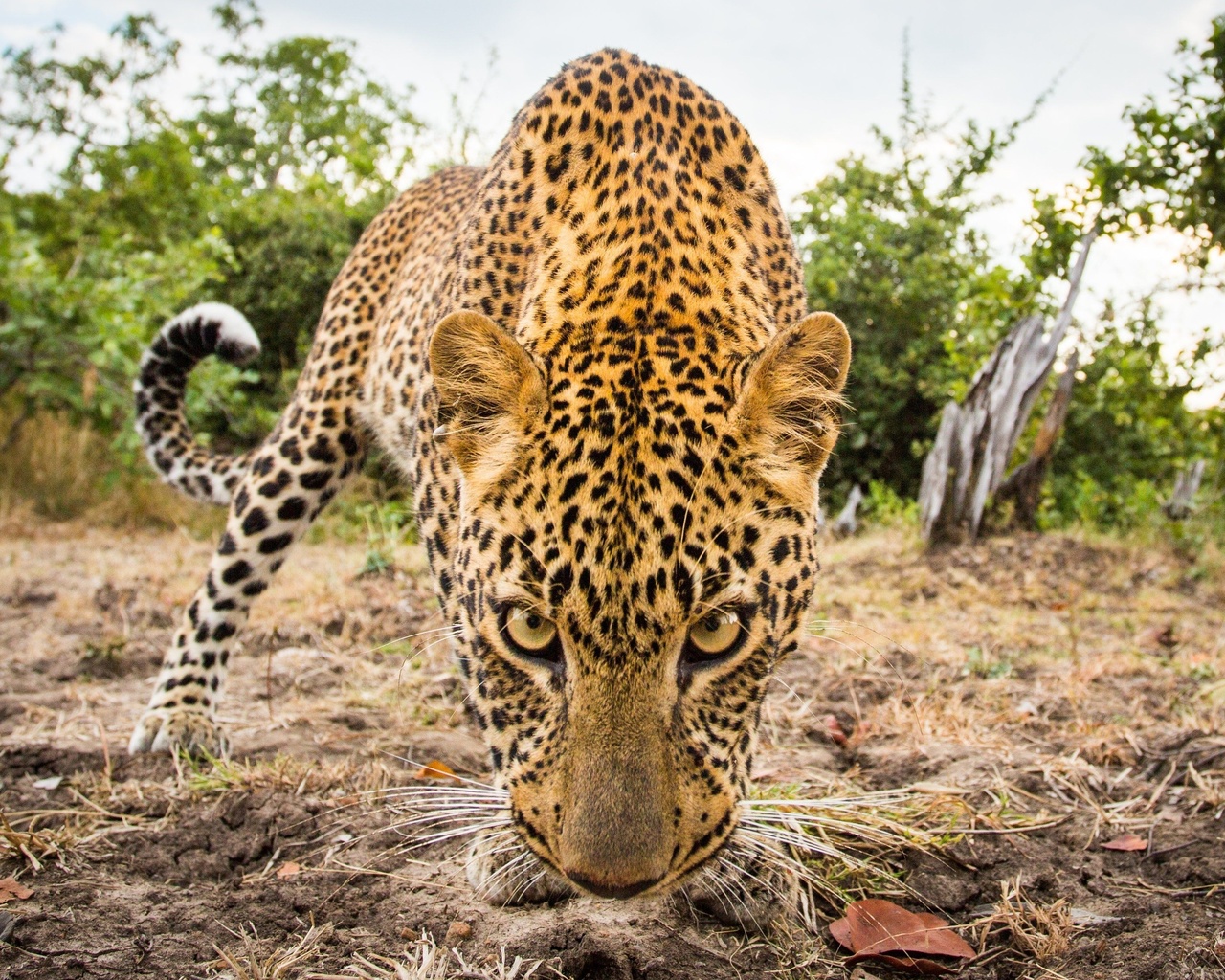 wildlife, leopard, west africa