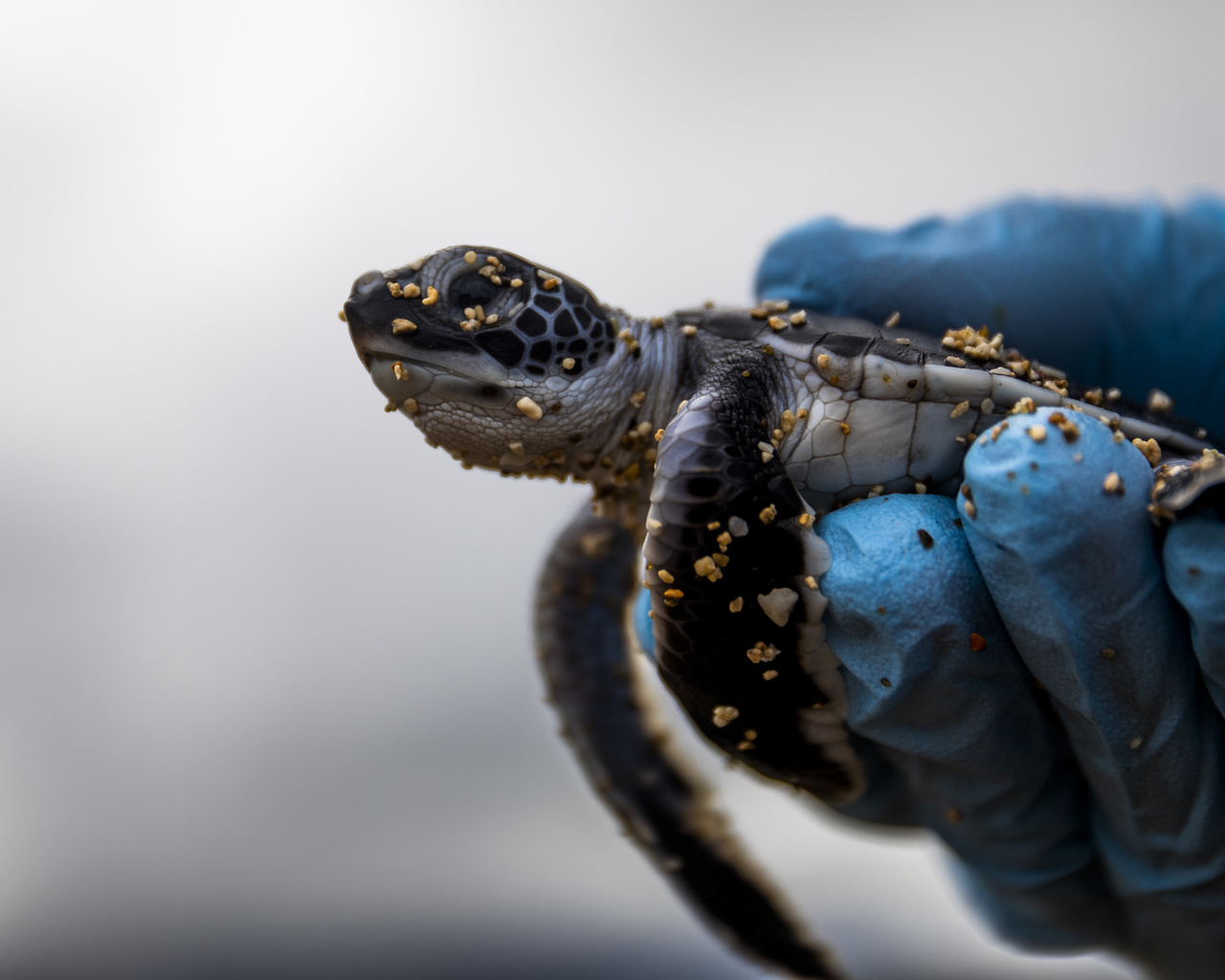 baby sea turtle, hawaii, natural wildlife