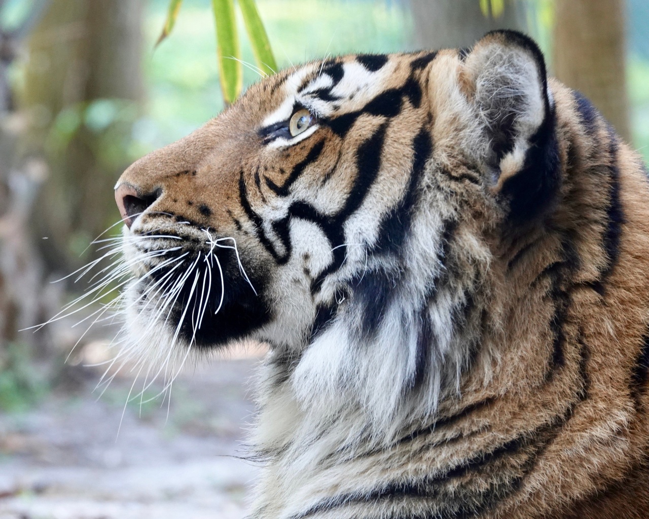 malayan tiger, naples zoo, italy