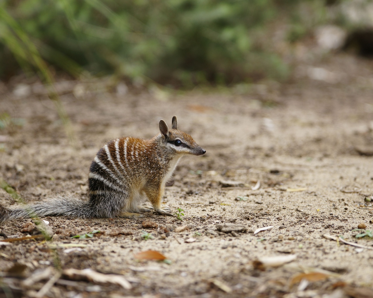 numbat, myrmecobius fasciatus, australia