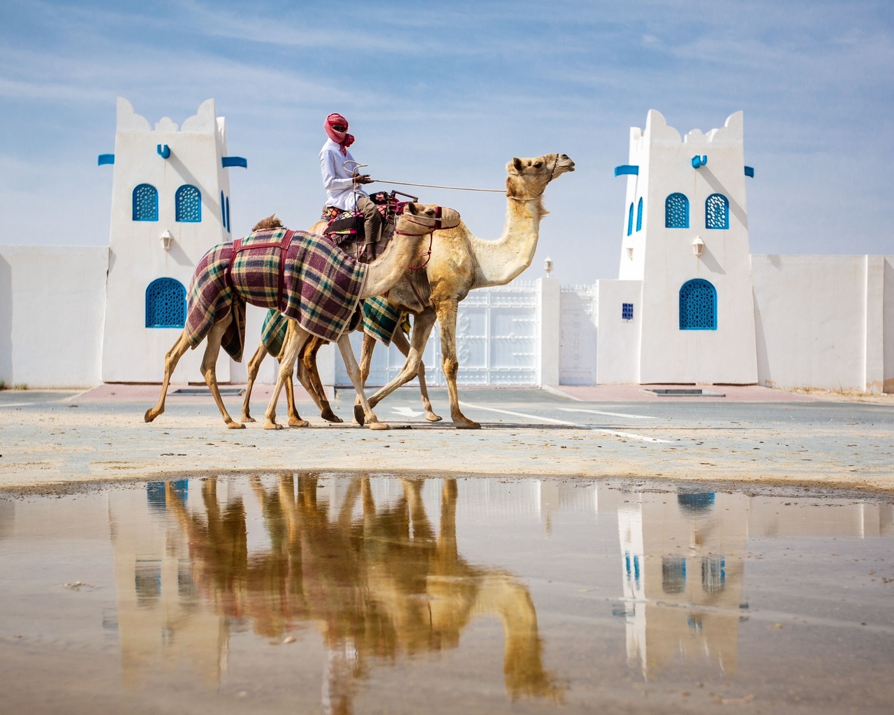 qatar, camel racing, al shahaniya