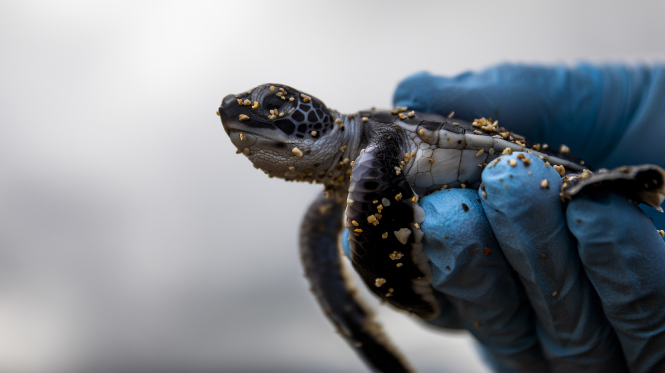 baby sea turtle, hawaii, natural wildlife