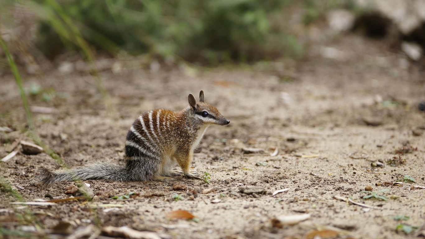 numbat, myrmecobius fasciatus, australia