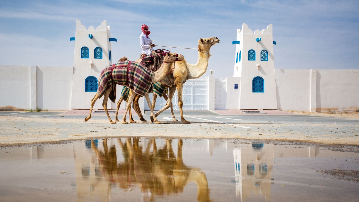 qatar, camel racing, al shahaniya